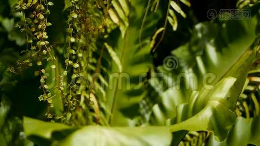 鸟巢`蕨，蕨类植物. 野生乐园热带雨林丛林植物为天然花卉背景.. 抽象纹理视频