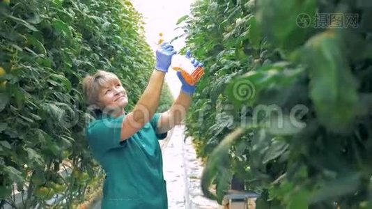 一个园丁喷洒番茄植株，特写.. 一个女人用瓶子里的特殊液体喷洒西红柿。视频