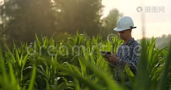 中期计划侧视图：男性农民用平板电脑检查田里的植物，手指按在地上视频