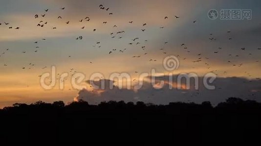 一群蝙蝠迁徙到热带岛屿视频