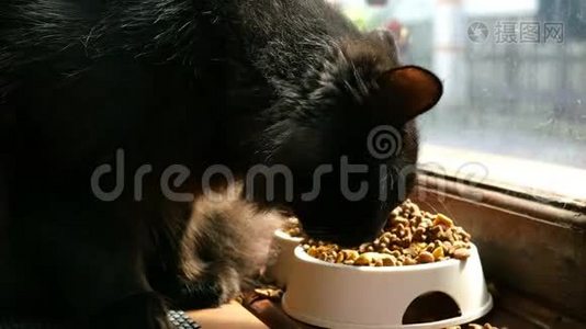 黑颜色的家猫从塑料碗里吃干粮。视频