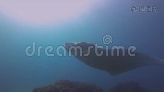 远洋滤水器喂水器海洋生物的水下广角视频