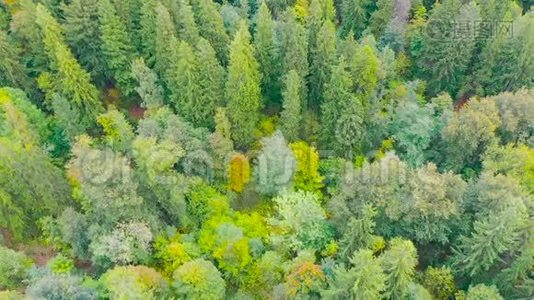 秋天色彩斑斓的森林，美丽明亮的树冠的俯视图视频