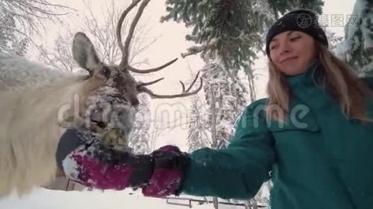 滑雪场娱乐活动。 冬林中妇鹿.. 女人喂鹿。 女孩喂鹿。视频