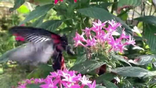 一只美丽的黑色和红色的燕尾蝶上寻找花蜜视频