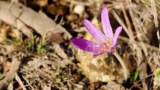 大自然中的红辣椒、粉红色野花视频