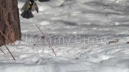 鸟大头鹦鹉主要飞起来，在雪地里抓住一颗向日葵种子，慢动作视频