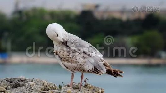 近观海上海鸥..视频