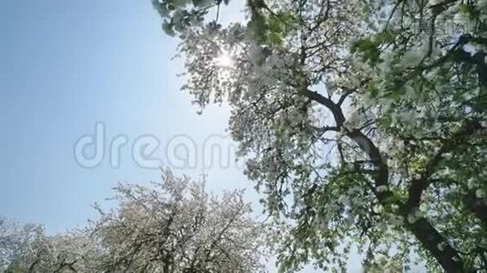 五月的俄罗斯村庄里开花的苹果树和阳光。 充满活力的视频视频