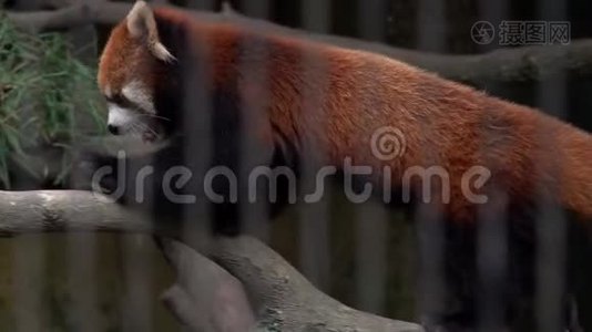 熊猫背后的动物园里的小熊猫Ailurus Fulgens。 动物暴力。 亚洲濒危物种视频