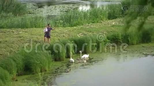 年轻的母亲带着她的小女儿在绿色公园池塘里喂天鹅和小鸭子，穿着点缀的裙子-视频