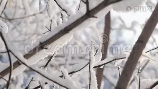 `下雪了。 在树枝的背景下落下大片的雪花。 下着大量的雪。视频