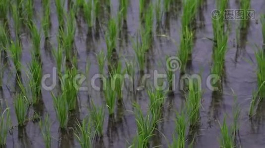 背景视图旅游新的绿色田野健康大米在景观夏季视频。商业农业健康农场视频