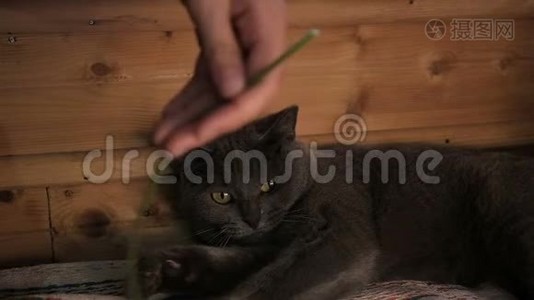 英国短毛猫在家玩蒲公英，灰色宠物谎言，慢动作视频