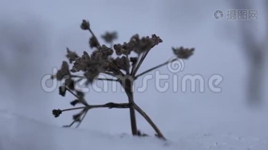 白雪背景下的干植物视频