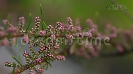 把粉红色花的花蕾视频