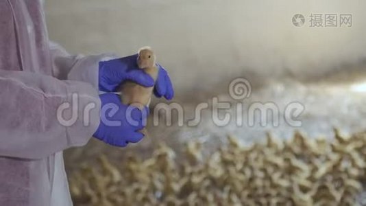 农民检查小鸭的性别视频