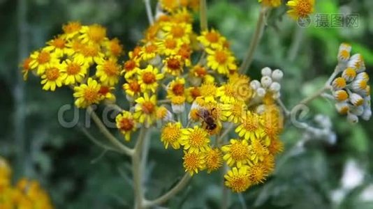 自然界中黄色花朵上的蜜蜂视频