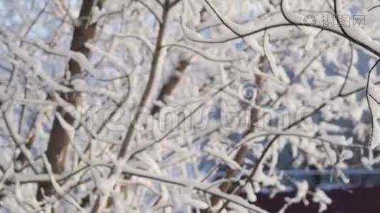 `下雪了。 在树枝的背景下落下大片的雪花。 下着大量的雪。视频