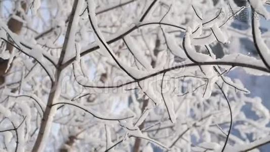 `下雪了。 在树枝的背景下落下大片的雪花。 下着大量的雪。视频