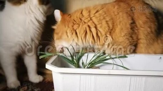 两只猫吃新鲜的青草视频