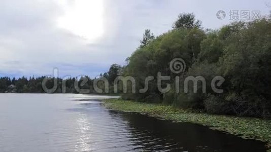 在朦胧的白天，沿着湖与百合花和绿色森林的海岸线形成海岸线视频