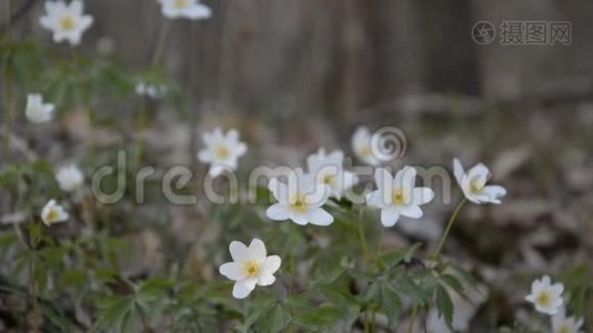 春天的树林里有白色的花视频