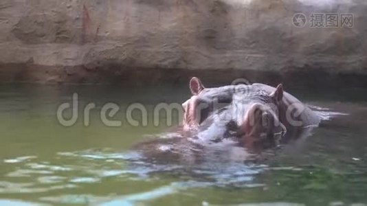 4K一只普通的河马在动物园的湖水里洗澡。视频
