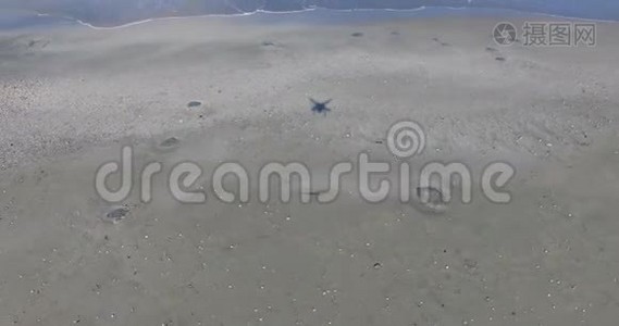 保加利亚波莫里秋季海滩上的死水母视频