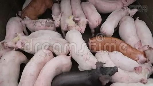 猪群在圈舍的不同品种和颜色.. 农场里的猪。视频