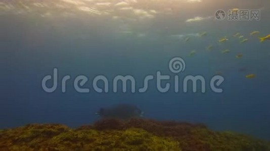 曼塔雷与黄鱼在蓝色海水和阳光照射下近距离游泳视频
