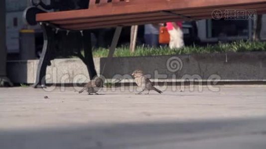 麻雀在长凳上吃东西视频