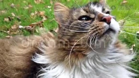 猫朝草地上的摄像机割草视频