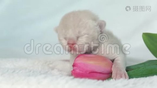 带粉红色郁金香的米色缅甸小猫视频