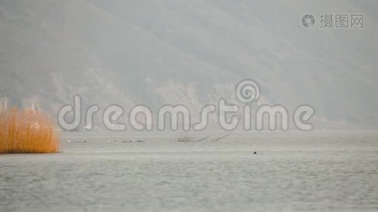 多瑙河全景，河对岸有芦苇和河岸视频