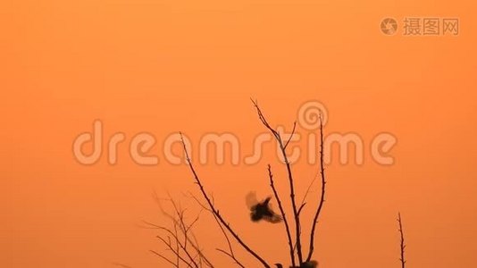 剪影鸟在日落时分野生地坐在树枝上视频