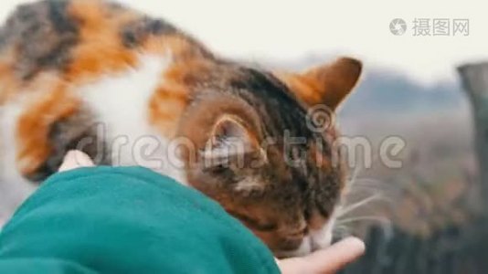 猫轻轻地抚摸女人的手视频