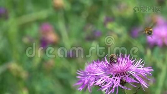 飞飞飞至野紫花，慢动作..视频