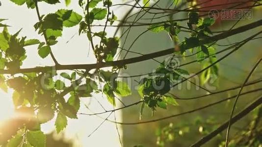 城市公园的榆树枝，阳光直射视频