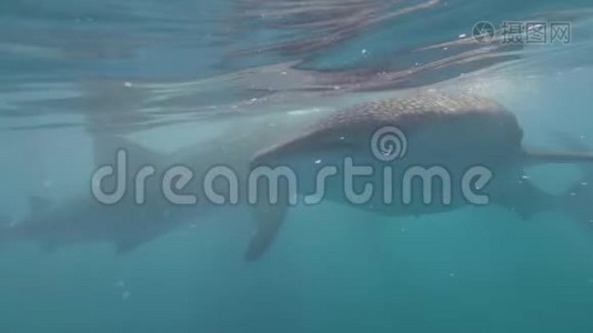 野生鲸鲨在浮潜者中游泳，在透明的海水中吃浮游生物。 鲸鲨在海洋中游动视频