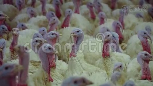 饲养肉鸡火鸡的家禽养殖场。 养鸡场饲养肉鸡的场地。视频