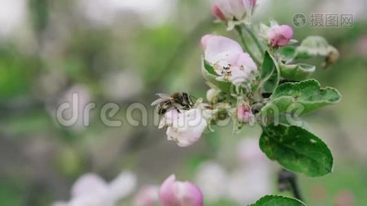 在开花的苹果园中，详细的特写蜜蜂采花花粉，慢动作视频