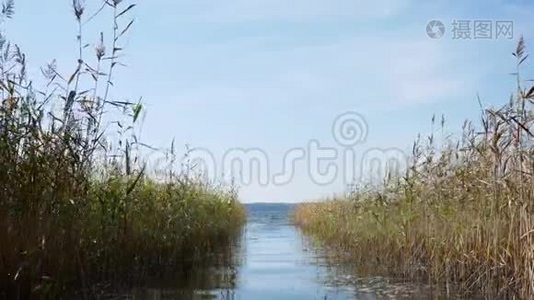 一个有芦苇的大湖视频