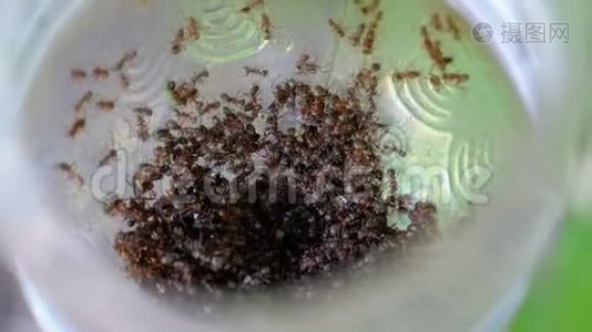 一群蚂蚁爬过一只。 塑料瓶里有很多黑蚂蚁视频