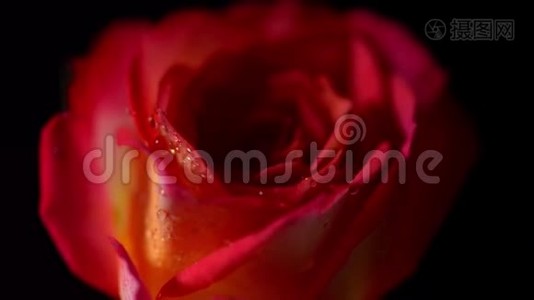 红色玫瑰，水滴在黑色孤立的背景上旋转。 美丽的花朵视频