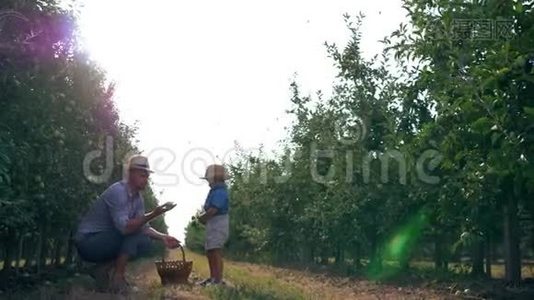 父子关系，一家人在阳光明媚的天空和飞鸟的背景下在苹果园玩得开心视频