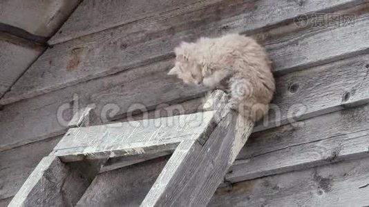 冬天外面的红色流浪猫。 平滑缩放视频