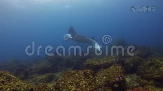 曼塔雷滑翔和芬斯广泛开放与蓝鱼。 远洋海洋生物射击视频