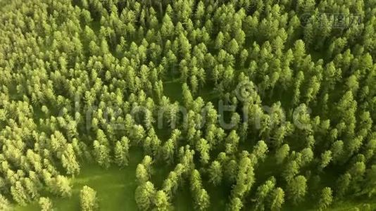 4K航空中：在阳光明媚的夏天，在热带岛屿的大山上生长着美丽茂盛的绿树视频