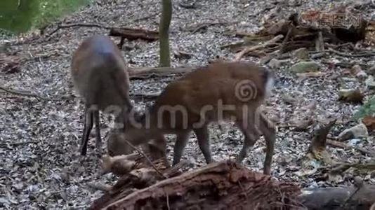 2年轻的野鹿玩耍和觅食。视频